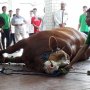 Momen Sapi Limosin Presiden Jokowi Disembelih di Masjid Istiqlal