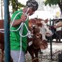 Melihat Sapi Limosin 1,7 Ton Milik Jokowi yang Disembelih
