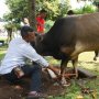 Setelah Salat Idul Adha, Gubernur Jabar dan Keluarga Sembelih Seekor Sapi