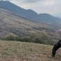 Polisi Sebut Kebakaran Hutan di Gunung Guntur Ulah Pemilik Lahan