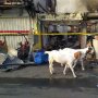 Seekor Kambing Ditangkap Polisi karena Tidak Pakai Masker