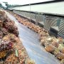 Sawit Dicibir Sejak Tanam Tapi Dinikmati Hingga Tetes Terakhir