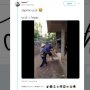 Endingnya Ngenes, Ketika Bapak-bapak Dikerjai Sapi Peliharaannya