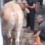 Gigi Rontok Ditendang Sapi Kurban Galak, Rohim Sempat Diperingati Anaknya