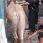 Melawan saat Mau Dikurbankan, Sapi dari Bali Ngamuk Robohkan Atap