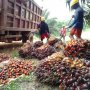 Harga Sawit Turun dari Rp3 Ribu Jadi Rp900/Kg Jelang Lebaran, Petani Pilih Tak Panen