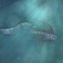 Oarfish, Ikan Raksasa Peramal Gempa di Jepang Rupanya Cuma Dongeng