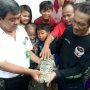Warga Bogor Serahkan Seekor Buaya Muara ke BKSDA