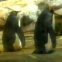 Sepasang Penguin Gay Adopsi Telur, Sempat Mencoba Menetaskan Batu