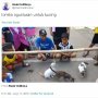 Bikin Gemas, Begini Jadinya Jika Kucing Ikut Lomba Tujuh Belasan