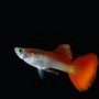 Hadirkan Guppy Indonesian Flag, Cara Pecinta Guppy Rayakan HUT RI Ke-74