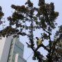 Antisipasi Musim Hujan,  Petugas Pangkas Pohon Rindang