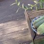 Viral Buah Berpenampilan Unik, Mirip Kombinasi Pisang dan Nanas