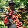 Kopi dari Jawa Timur Diminati Pasar Eropa, Belanda, dan India