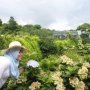 Wah Merekahnya 500 Jenis Tanaman Camelia di Taman Bunga Jeju Korsel Ini
