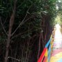 Menyusuri Jembatan Labirin Wisata Mangrove Pantai Lontar