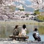Menilik Potret Cantiknya Sungai Katsura di Jepang