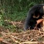 BKSDA Aceh Selamatkan Beruang Madu yang Terjerat Perangkap Babi