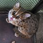 Gegara Berdagang Kucing Kuwuk, Warga Palembang Terancam 5 Tahun Penjara