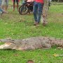 Lupa Jalan Pulang, Buaya Muara Tiba-tiba Muncul di Pekarangan Warga Siak