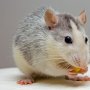 Viral, Tikus Masuk Penggorengan Kentang, Restoran Cepat Saji Texas Ditutup