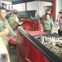 BKSDA Riau Evakuasi Buaya Muara yang Naik ke Daratan di Siak