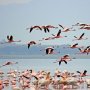 Surganya Flamingo, Potret Migrasi si Burung Jenjang di Danau Nakuru