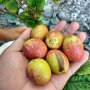 Kaya Nutrisi, 7 Manfaat Buah Matoa untuk Kecantikan dan Kesehatan Tubuh
