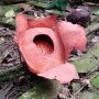 Bunga Langka Rafflesia Patma Mekar di Kebun Raya Bogor