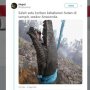 Heboh Ular Piton Hangus Terbakar di Hutan Kalimantan, Bikin Warganet Sedih