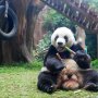 Tak Punya Bambu, Kebun Binatang di Kanada Kembalikan Dua Panda ke China