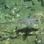 Seram! Pria Ini Temukan Spesies Ikan Laut Dalam Mirip Alien