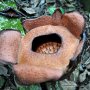 Bunga Langka Rafflesia Patma Mekar di Kebun Raya Bogor