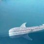 Hiu Paus Langka Ini Terjebak Empat Hari di Saluran Air PLTU Paiton