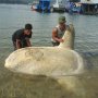 LIPI Segera Ungkap Pemicu Kematian Massal Ikan Laut Dalam di Ambon