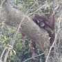 Sedih, Puluhan Orangutan di Kalteng Terserang ISPA Akibat Kabut Asap