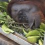 Kebakaran Hutan Kalimantan, Orangutan Selamatkan Diri dan Dievakuasi