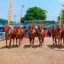 Sumenep Gelar Tradisi Sapi Sonok, 60 Pasang Sapi Adu Cantik