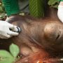 Terkena Jeratan Pemburu Liar, Kaki Orangutan Kalimantan Membusuk