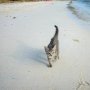 Kenalan dengan Gracie, Kucing yang Suka Pantai dan Jago Berenang