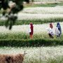 Antara Pakistan dan India, Potret Masyarakat Balti, Penghuni Desa Turtuk