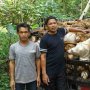 Disukai di Jepang, Pasar Ekspor Talas Asal Banten Terbuka Lebar