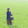 Pupuk Subsidi hanya untuk Petani yang Tergabung dalam Kelompok Tani