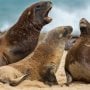 Pantai California Diinvasi Ratusan Singa Laut, Kawasannya Langsung Ditutup untuk Manusia