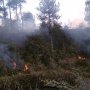 Jokowi Telisik Kebakaran Hutan Meningkat saat Pergantian Kepala Daerah