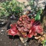 Geger Bunga Bangkai Tumbuh di Bekasi
