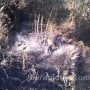 Karhutla di Jatim Hanguskan 3.400 Hektare, BPBD Jatim: Kebakaran Terparah