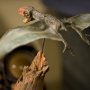 Peneliti Kembali Temukan Fosil Reptil Terbang