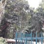 Bunga Bangkai Langka Amorphopalus Gigas Mekar Sempurna di Kebun Raya Bogor