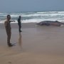 Warga Wanasalam Digegerkan Terdamparnya Hiu Paus di Tepi Pantai